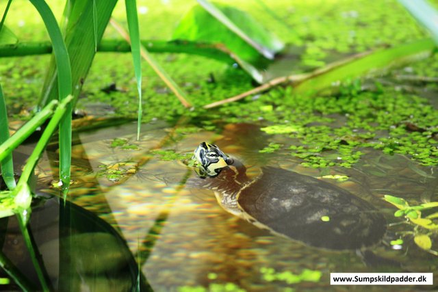 Guløret terrapin svømmer rundt og ser ud til at nyde livet, i vores dam.