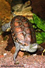 Spørg Claus Sand om skildpadder. 
Jeg fik mit første akvarium i 1970 og mine første skildpadder i 1981.