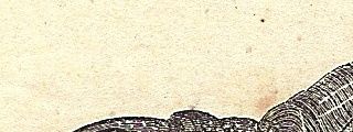 Europæisk sumpskildpadde - Emys orbicularis