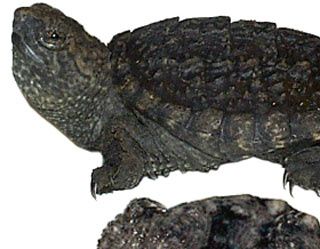 Den almindelige snapskildpadde - Chelydra serpentina unge.