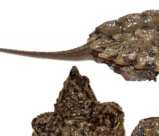 Alligator snapskildpadde (Macrochelys temminckii) unge.