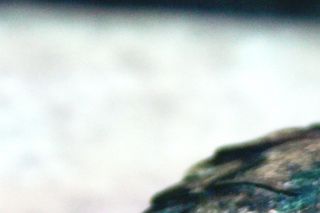 Denne Guløret terrapin var dødende da vi fik den ind. Her fotografers der, hvor skildpadden ligger under UVB-lys, derfor er farven lidt underlig og se på.