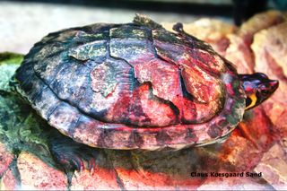 Denne Guløret terrapin var dødende da vi fik den ind. Her fotografers der, hvor skildpadden ligger under UVB-lys, derfor er farven lidt underlig og se på.