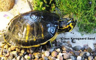 Her ser du én af Christians flotte Guløret terrapiner. Denne skildpadde har fået UVB-lys, kalk og de vitaminer sådan en skildpadde skal have.