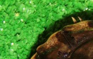 Samme Guløret terrapin, nu efter 6 måneder, hvor det er blevet passet og plejet, som en skildpadde skal.