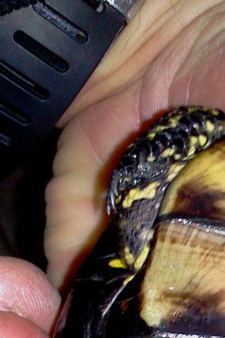 Europæisk sumpskildpadde bugskjold.