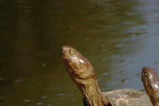 African Helmeted Turtle -Pelomedusa subrufa.