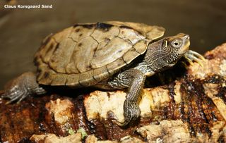 Foto. Falsk landkortskildpadde - Graptemys pseudogeographica pseudogeographica - False Map Turtle. Hanner bliver tit ikke ret store. 
