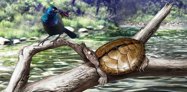 En fugl fjerner en igle fra en landkortskildpadde.

Painting: A grackle removes leeches from a basking map turtle.