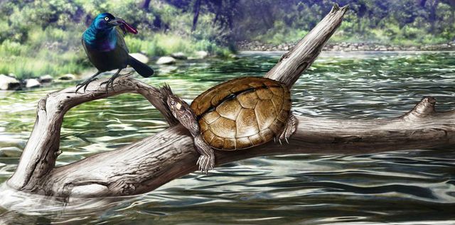 En fugl fjerner en igle fra en landkortskildpadde.

Painting: A grackle removes leeches from a basking map turtle.