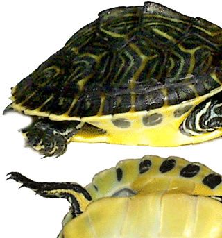 Peninsula cooter (Pseudemys floridana peninsularis)
