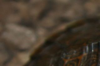 Hieroglyf (østlig flod) Cooter (Pseudemys concinna concinna) 8 cm. lang skildpaddeunge.