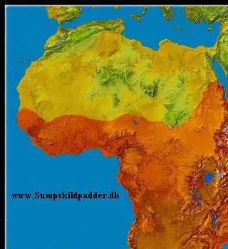 Levested for den Afrikanske hjelmskildpadde - Pelomedusa subrufa