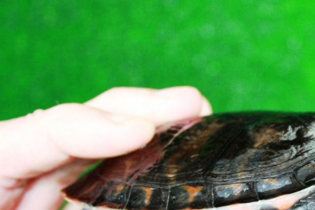 Alabama rødbuget cooter (Pseudemys alabamensis).