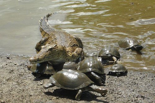 Crocodile with a group of African helmet turtles. - Krokodille sammen med en flok Afrikanske hjelmskildpadder.