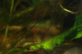 Kinosternon scorpioides cruentatum han.