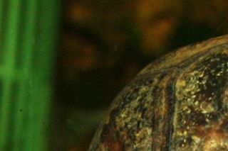 Kinosternon cruentatum han, bemærk penis. Denne art, har hannen en meget stor hale, hvor penis ligge inden i. Skildpadden er lige modtaget, derfor er skjoldet ikke helt på toppen. 
Please note Rescued turtle, the shield does not look good.