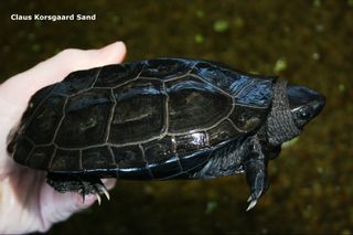 Denne trekølsskildpadde han er ca. 7 år. Her kan vi se skildpadden ændre sig til den melanistisk farve. Bemærk den sorte pupil.