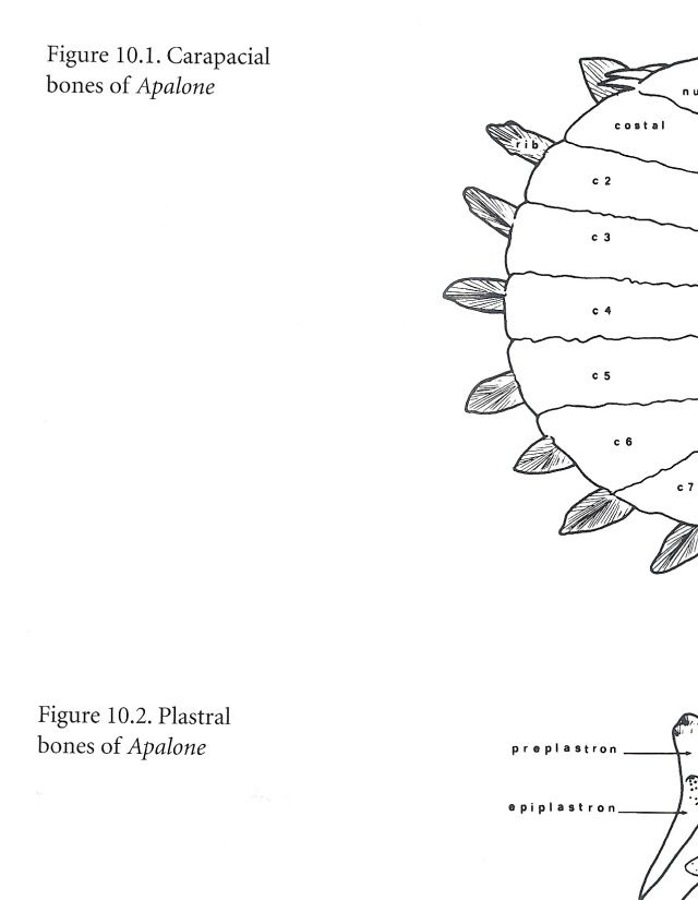 Apalone ferox knogler.