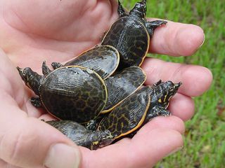 Apalone ferox unger. De ser hyggelige ud, men, glem alt om, at have denne art, som kæleskildpadde.
