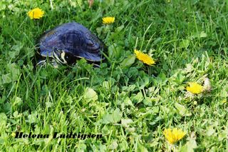 Guløret terrapin på græs. Skildpadden får masser af UV-stråler her.