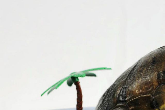 Denne døds bowle, blev skildpadden placeret i, da den var lille, se den nu! De fleste, hvis ikke alle skildpadder vil dø, i denne indretning. De sælges desværre stadigvæk, af tåbelige personer.