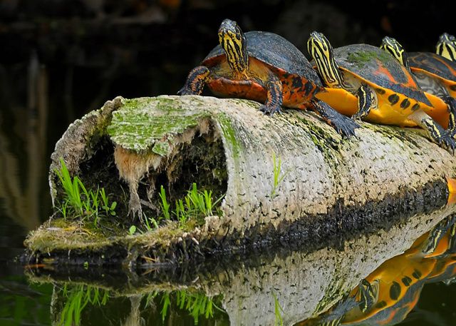 Florida rødbuget cooter (Pseudemys nelsoni).
Skildpadden findes i Florida og det sydlige af Georgia USA.
Foto Jane Walden.