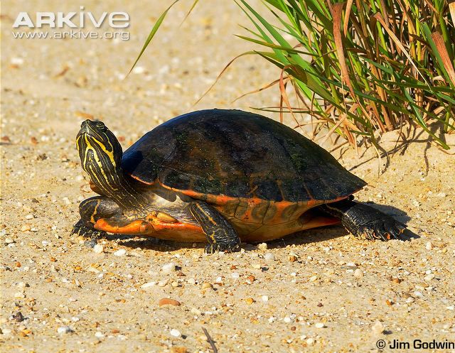 Alabama rødbuget cooter (Pseudemys alabamensis)  
