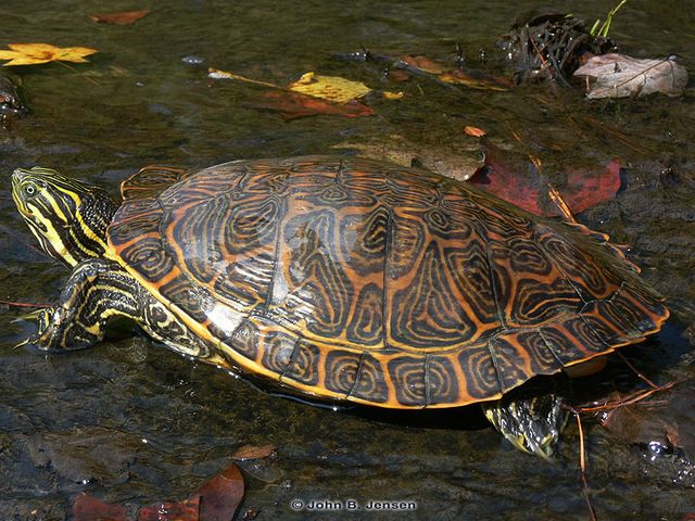 Hieroglyf (østlig flod) cooter (Pseudemys concinna)