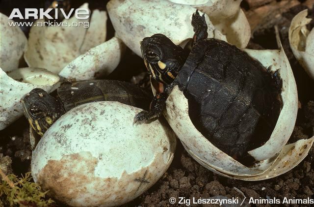 Guldskildpadde unger (Chrysemys picta)