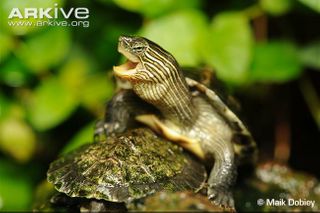 Chinese stripe-necked turtle (Mauremys sinensis)