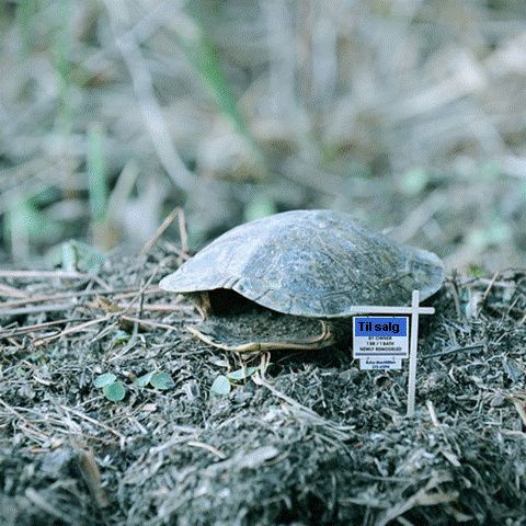 Skildpaddehjem til salg!