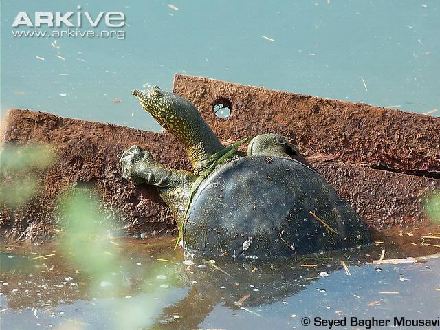 Euphrates softshell turtle - Rafetus euphraticus