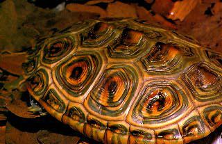 Diamondback terrapin - Malaclemys terrapin rhizophorarum