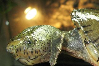 S. minor minor - Loggerhead Musk Turtle