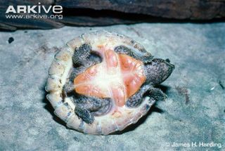 Ung Flattened musk turtle - Sternotherus depressus.