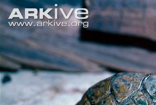 Flattened musk turtle - Sternotherus depressus ung skildpadde.
