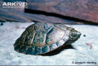 Flattened musk turtle - Sternotherus depressus ung skildpadde.