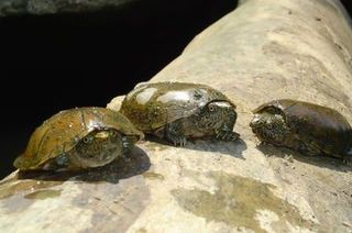 Flattened Musk Turtles. Foto Sherry Rogers