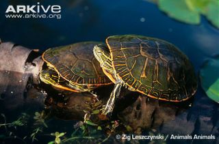(Chrysemys picta bellii) Vestlig guldskildpadde. Den mest almindelige af guldskildpadderne i Danmark.
