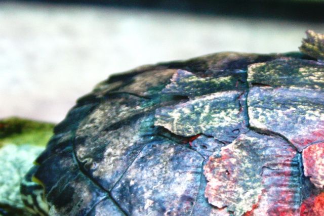 Skildpadden her har vi modtaget til adoption. Skjoldet virkede skrøbelig og bulet, så skildpadden har heller ikke fået det kalk og de vitaminer dyret havde behov for. 