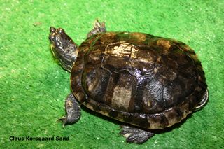 Her kan du se den samme skildpadde, efter to måneder, hvor dyret har fået en intensiv pleje med UVB-lys og det rigtige foder.