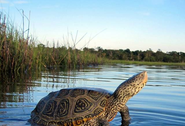 Malaclemys terrapin centrata. Foto af Stephanie Chavez