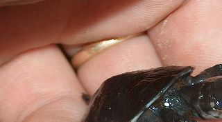 Pelomedusa subrufa subrufa unge.