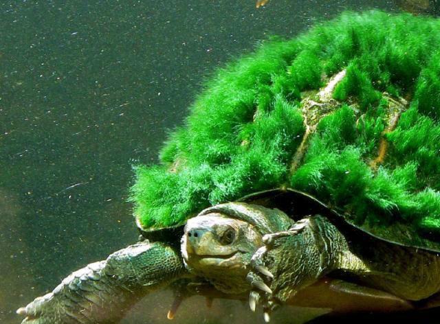 Mary River turtle, kan også kaldes punk skildpadden.