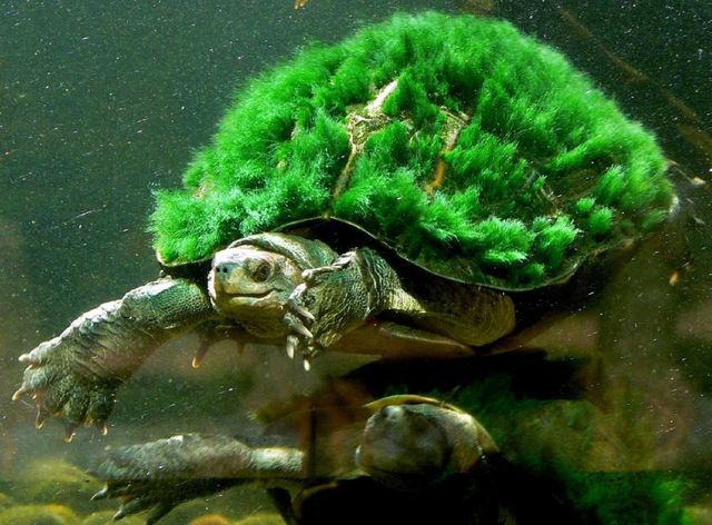 Mary River turtle, kan også kaldes punk skildpadden.