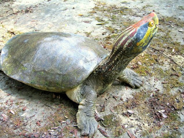 River Terrapins (Batagur kachuga).