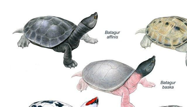 Der er seks arter af River terrapins i Batagur slægten.