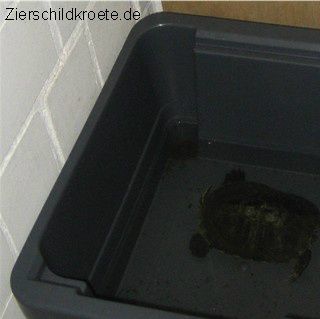 Skildpadderne er her stillet til dvale i, hver deres kasse.