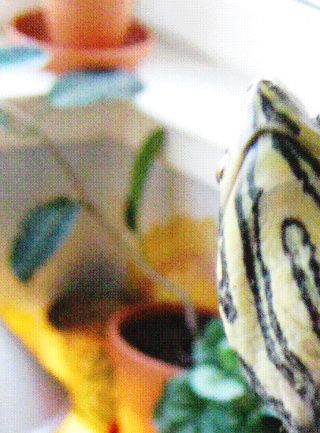 Guløret terrapin. Denne skildpadde er nu blevet helt fri for de brune pletter. Her holder Christian godt fat i skildpadden.